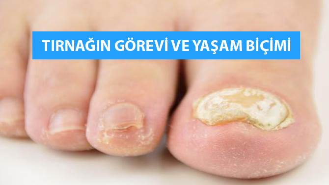 tırnağın görevi ve yaşam biçimi